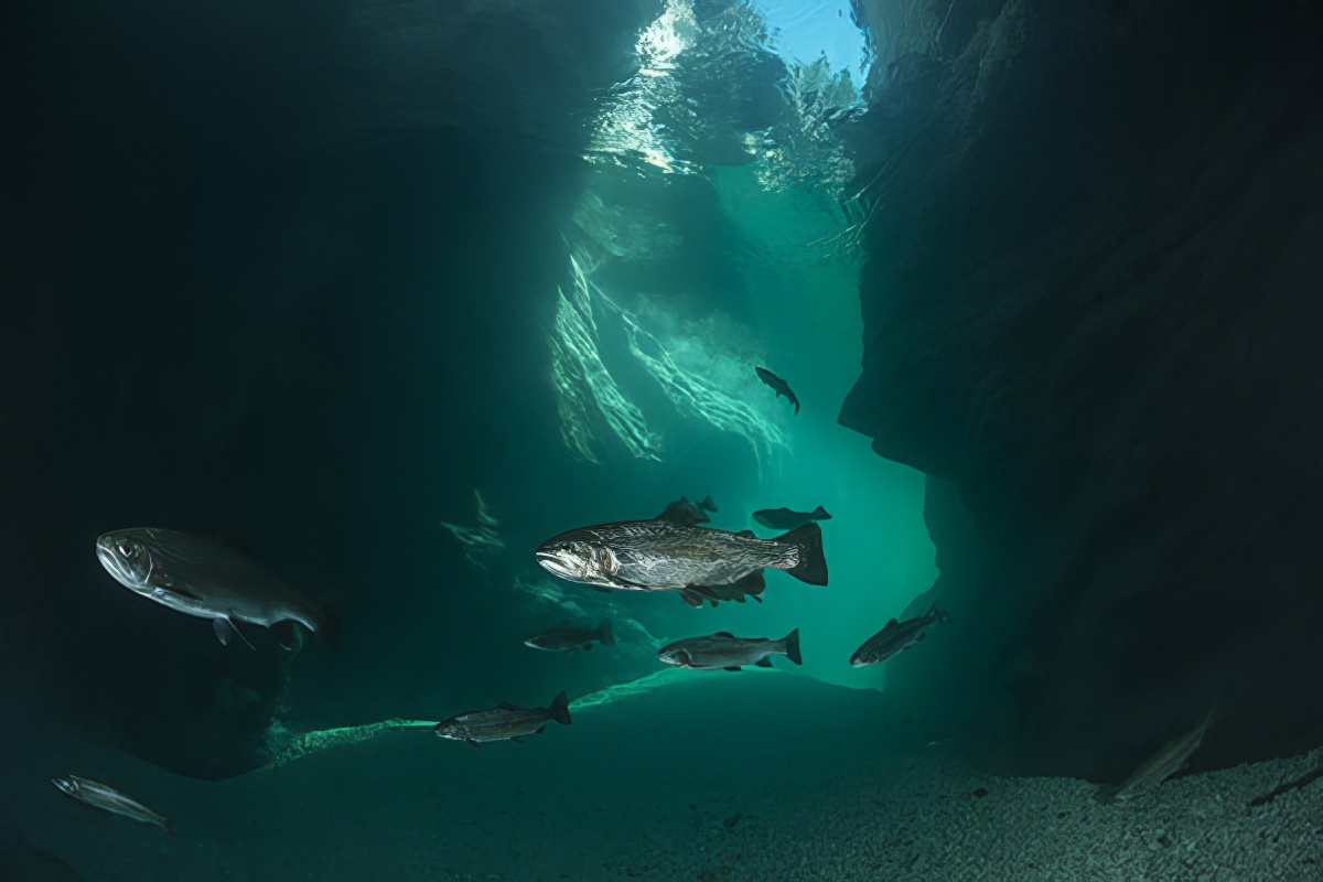 Soča Gorge, Borut Furlan