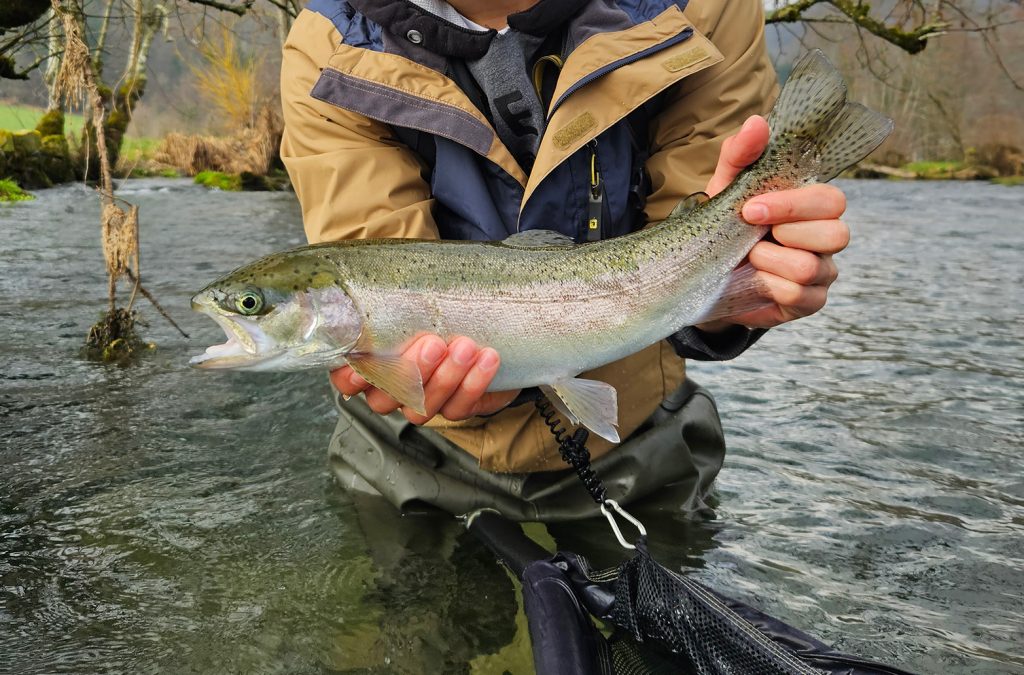 Rainbow Trout Krka